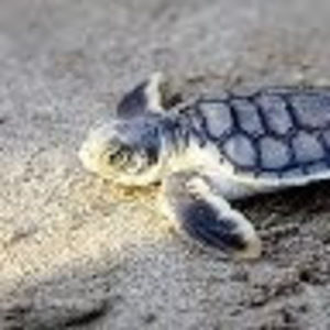 Meet your Posher, Judi mann